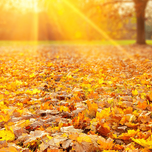 15 Unique Fall Family Bucket List Ideas (No Pumpkin Patch Required)